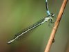 Coenagrion hastulatum - female