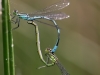 Coenagrion hastulatum kopula