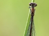 Coenagrion hastulatum - female