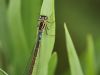 Coenagrion lunulatum - female 2
