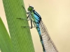 Coenagrion lunulatum Männchen