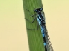 Coenagrion lunulatum - male