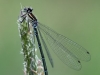 Coenagrion puella - female