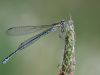 Coenagrion puella - female - blue form