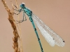 Coenagrion puella - male
