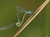 Coenagrion puella - kopula