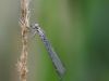 Coenagrion puella - male immature