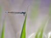 Coenagrion pulchellum dark male