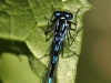 Coenagrion pulchellum - male - Draufsicht_img_2
