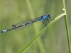 Coenagrion pulchellum - male adult