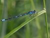 Coenagrion pulchellum- male