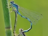 Coenagrion mercuriale Kopula