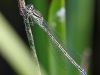Coenagrion mercuriale - female
