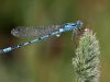 Enallagma cyathigerum male