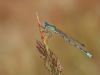 Enallagma cyathigerum - male