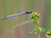 Erythromma lindenii