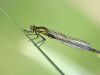 Erythromma najas