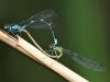 Coenagrion pulchellum kopula