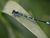 Coenagrion pulchellum - male