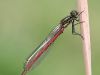 Pyrrhosoma nymphula - male
