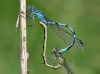 Enallagma cyathigerum - Paarungsrad
