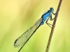 Ischnura elegans - male