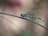 Coenagrion hastulatum - male (May 2013)