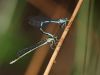 Coenagrion hastulatum - postcopula