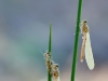 Pyrrhosoma nymphula