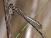 Coenagrion hastulatum