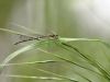 Coenagrion puella female immature_img_2440