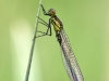 Erythromma najas