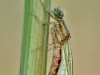Pyrrhosoma nymphula female