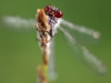 Erythromma najas