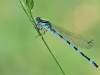 Coenagrion mercuriale