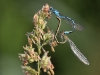 Enallagma cyathigerum
