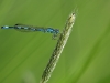 Coenagrion mercuriale