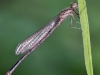 Erythromma lindenii