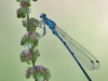 Coenagrion puella