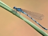 Erythromma lindenii