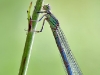 Erythromma lindenii