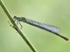 Erythromma lindenii