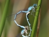 Enallagma cyathigerum