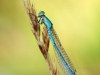 Enallagma cyathigerum