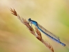 Enallagma cyathigerum
