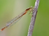Ischnura pumilio