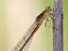 Ischnura pumilio