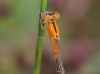 Ischnura pumilio