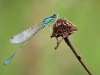 Ischnura pumilio