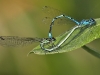 Coenagrion puella